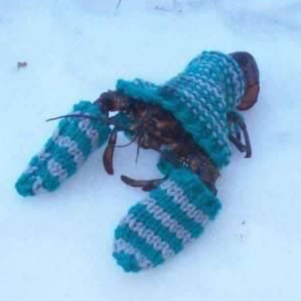 Meet your Posher, Ipsita